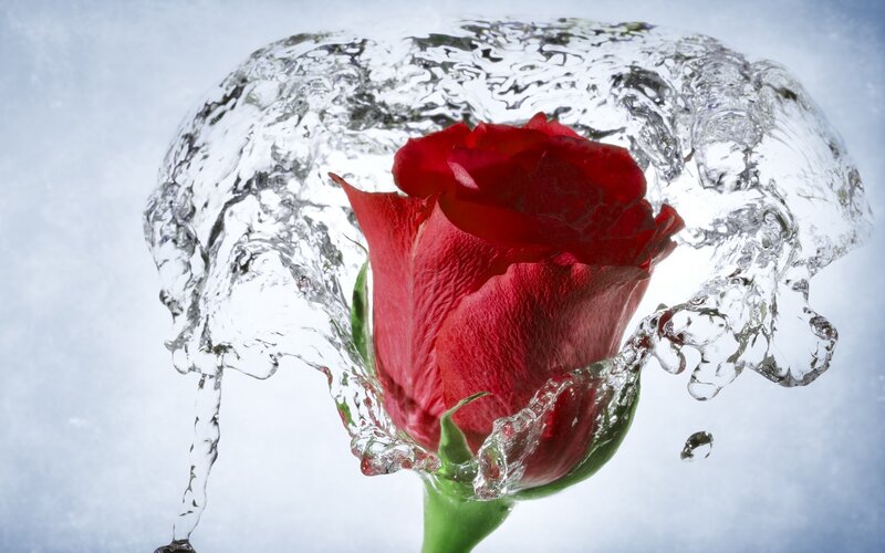 Red Rose in Water — Dramatic, Photograph, Green Stem