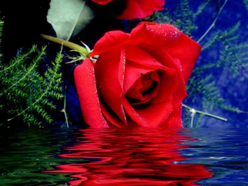 Red Rose in Water — Dramatic, Photograph, Greenery