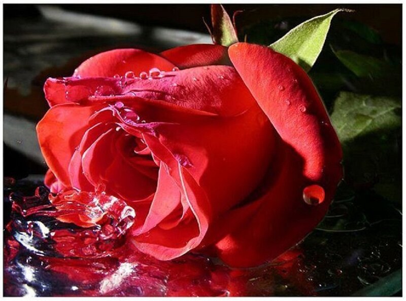 Red Rose in Water — Dramatic, Photograph, Leaf, Petals