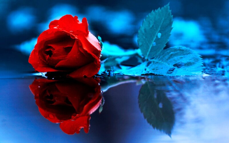 Red Rose in Water — Dramatic, Photograph, Leaf, Reflection