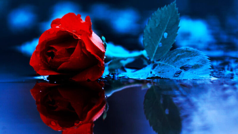 Red Rose in Water — Dramatic, Photograph, Leaf