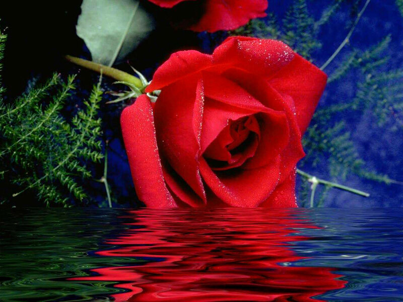 Red Rose in Water — Dramatic, Photograph, Leaves, Reflection
