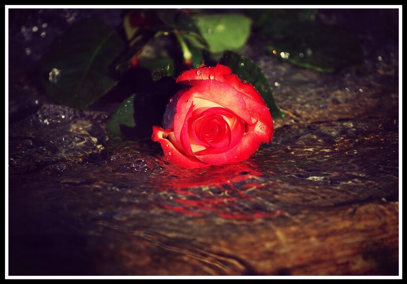 Red Rose in Water — Dramatic, Photograph, Leaves