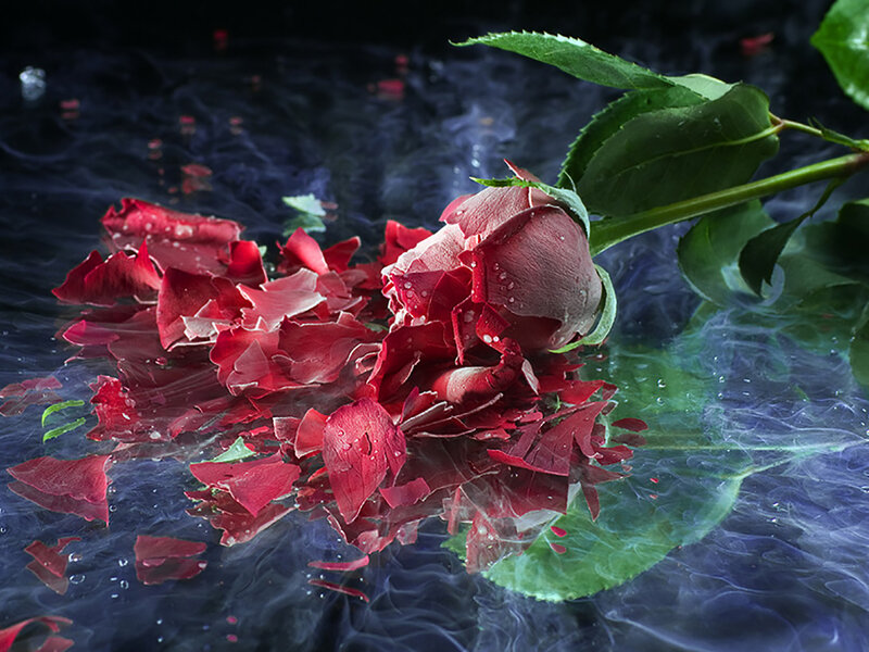 Red Rose in Water — Dramatic, Photograph, Petals, Leaves