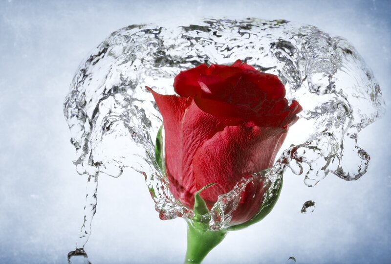 Red Rose in Water — Dramatic, Photograph, Petals