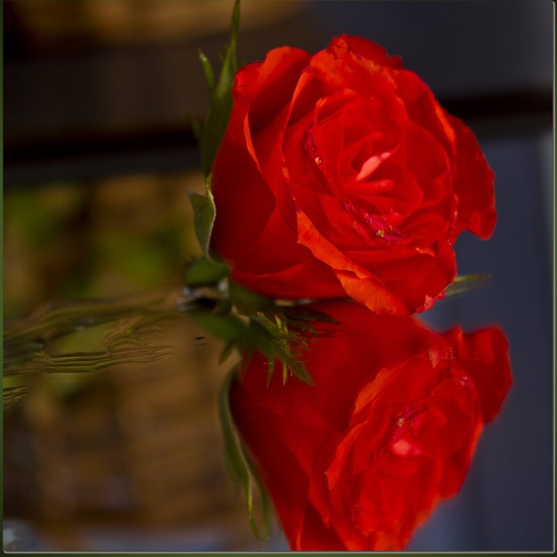 Red Rose in Water — Dramatic, Photograph, Reflection