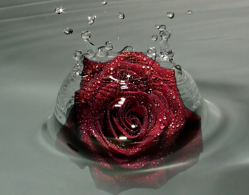 Red Rose in Water — Dramatic, Photograph, Splashes
