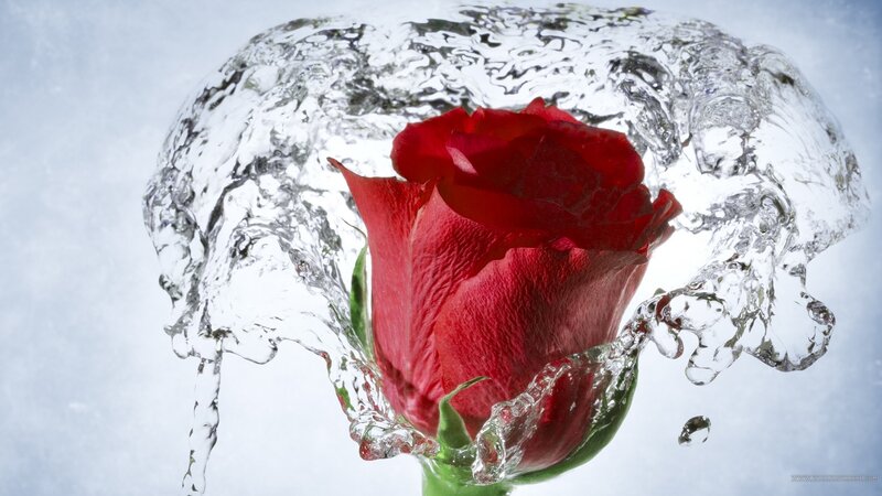 Red Rose in Water — Dramatic, Photograph, Stem