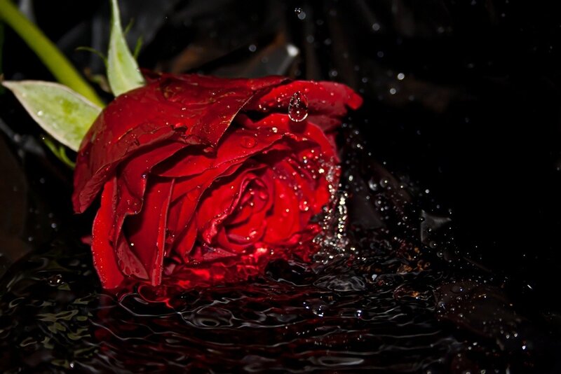 Red Rose in Water — Dramatic, Photograph
