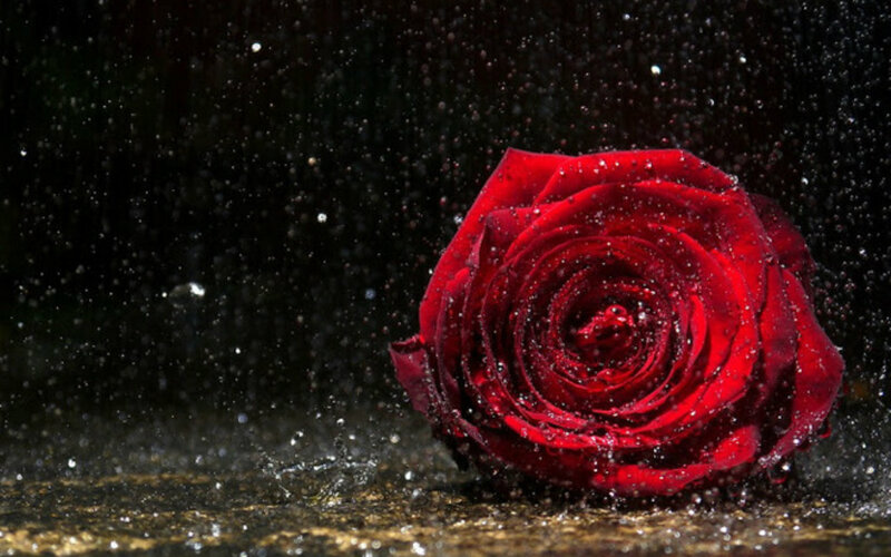 Red Rose in Water — Dramatic, Photograph, Water Droplets