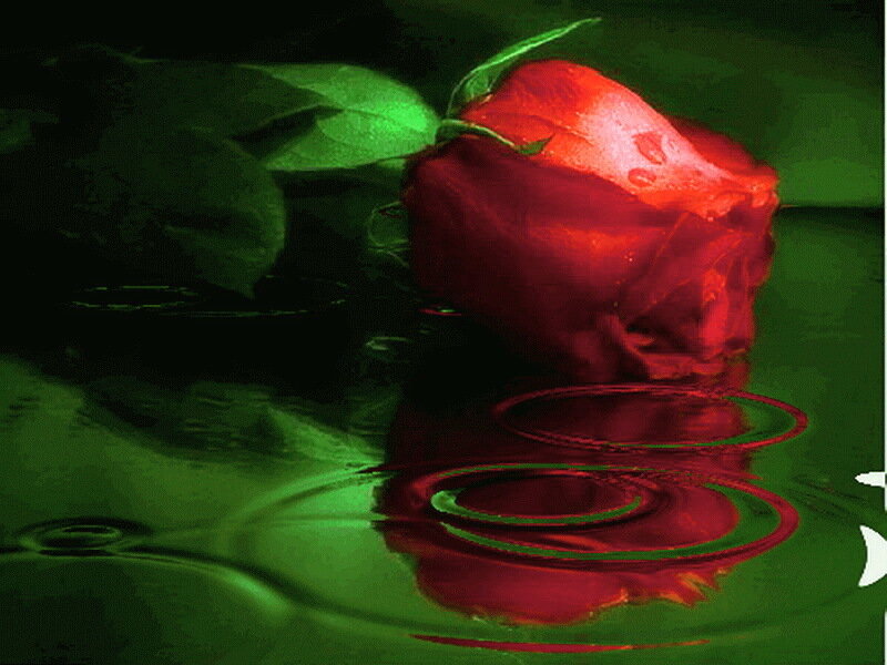 Red Rose in Water — Dramatic