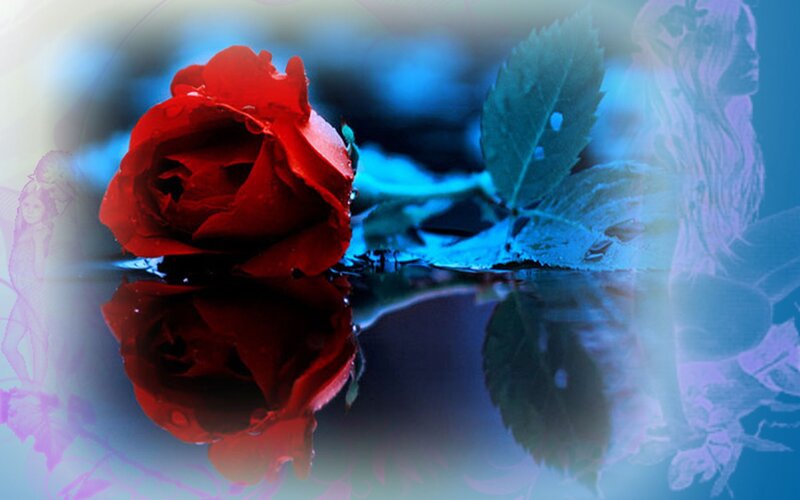 Red Rose in Water — Dreamy