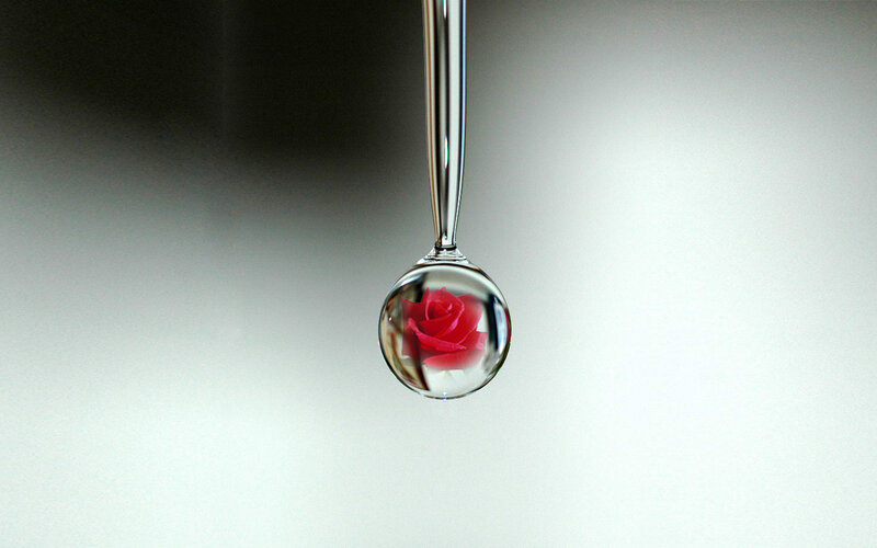 Red Rose in Water Droplet — White
