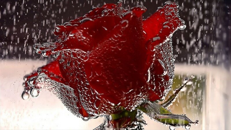 Red rose in water droplets