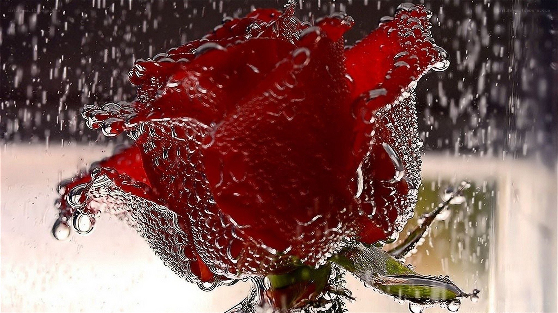Red rose in water droplets