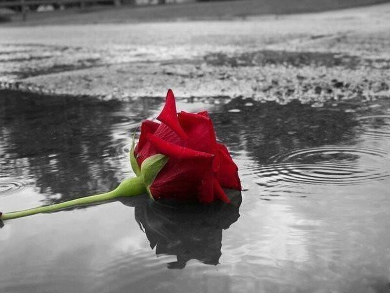 Red Rose in Water — Melancholic, Photograph