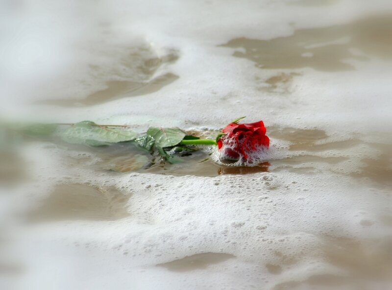 Red Rose in Water — Melancholic
