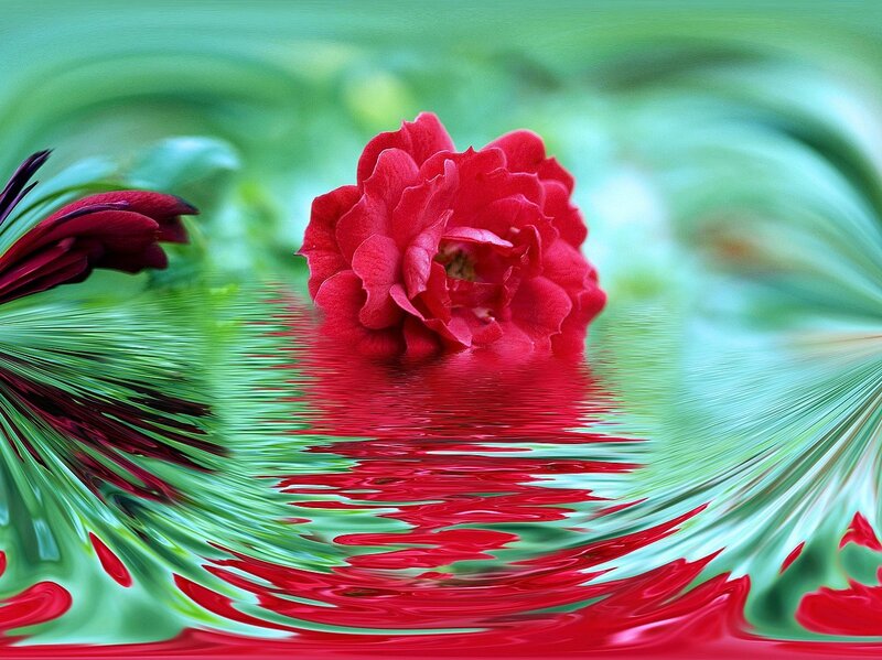 Red rose in water reflection