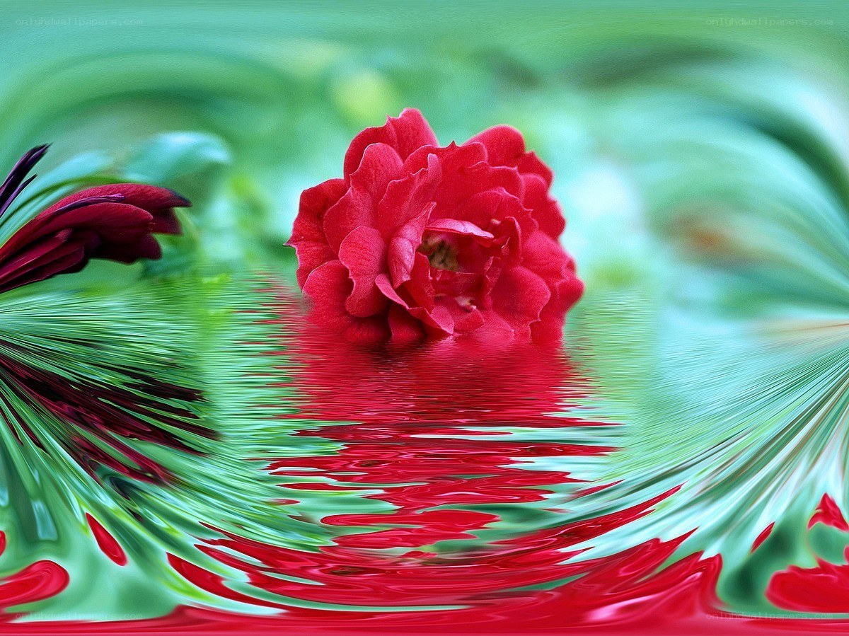 Red rose in water reflection