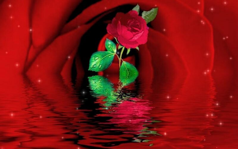 Red Rose in Water — Serene, Digital Art, Green Leaves