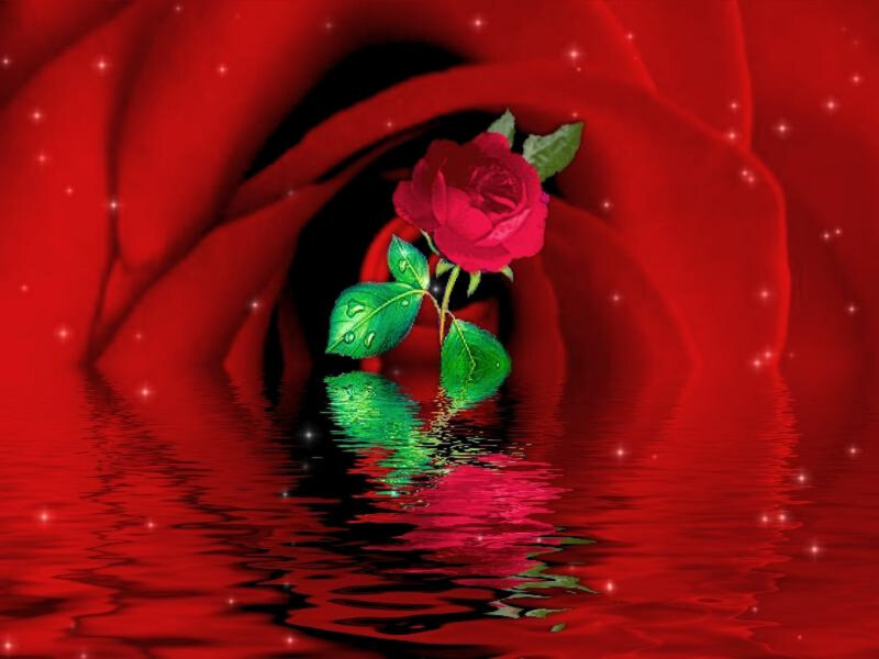 Red Rose in Water — Serene, Digital Art