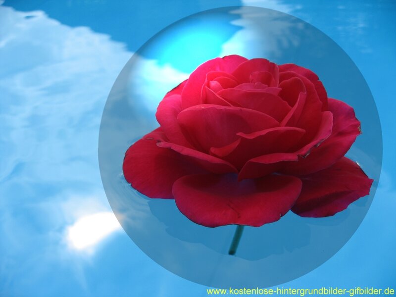 Red Rose in Water — Serene, Photograph, Bubble