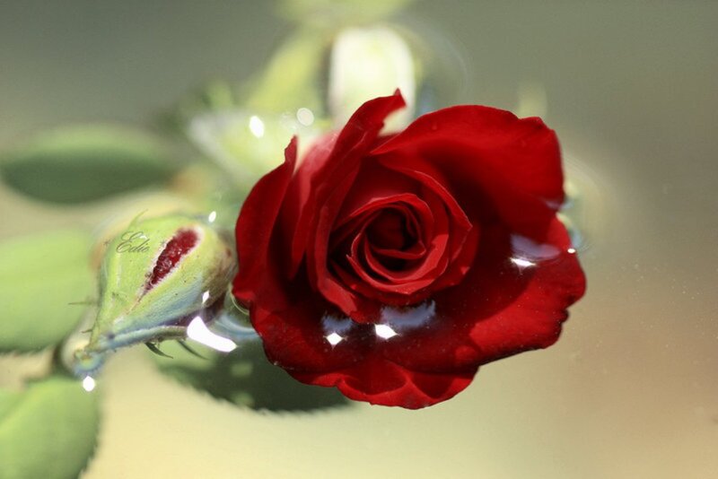 Red Rose in Water — Serene, Photograph, Bud