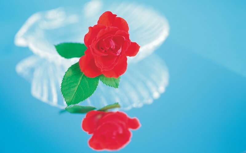 Red Rose in Water — Serene, Photograph, Leaf, Reflection