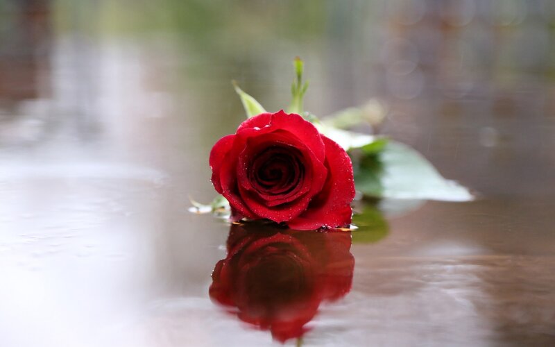 Red Rose in Water — Serene, Photograph, Leaf