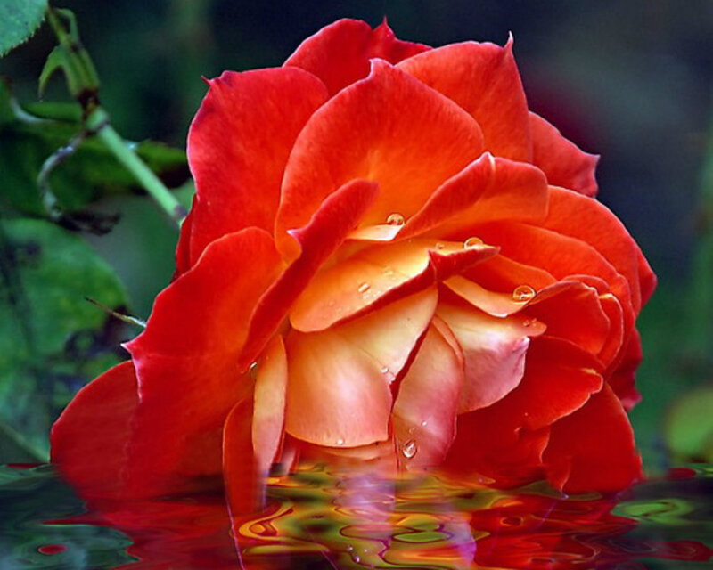 Red Rose in Water — Serene, Photograph, Leaves, Petals