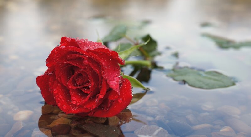 Red Rose in Water — Serene, Photograph, Pebbles