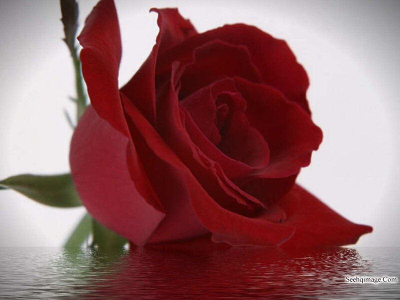 Red Rose in Water — Serene, Photograph, Stem