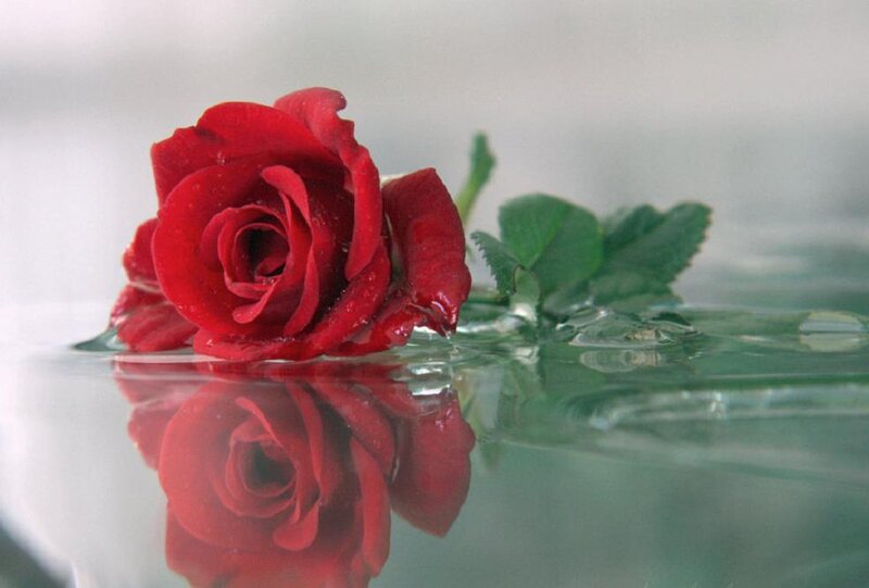 Red Rose in Water — Serene, Photograph