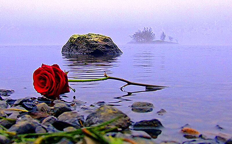 Red Rose in Water — Serene
