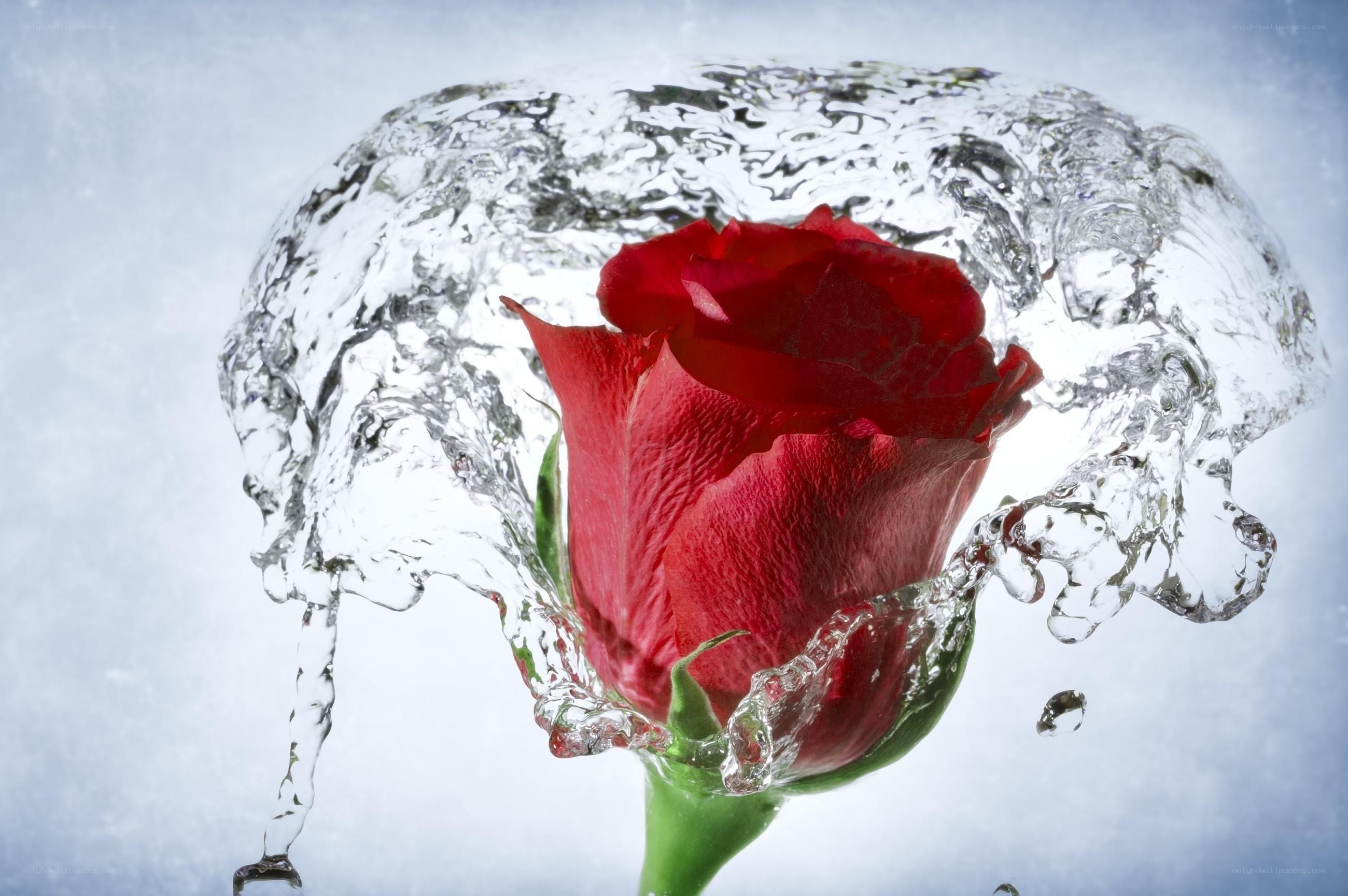 Red rose in water splash