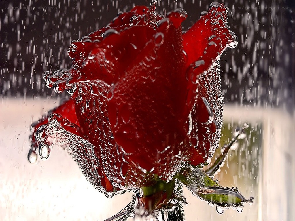 Red rose in water splash