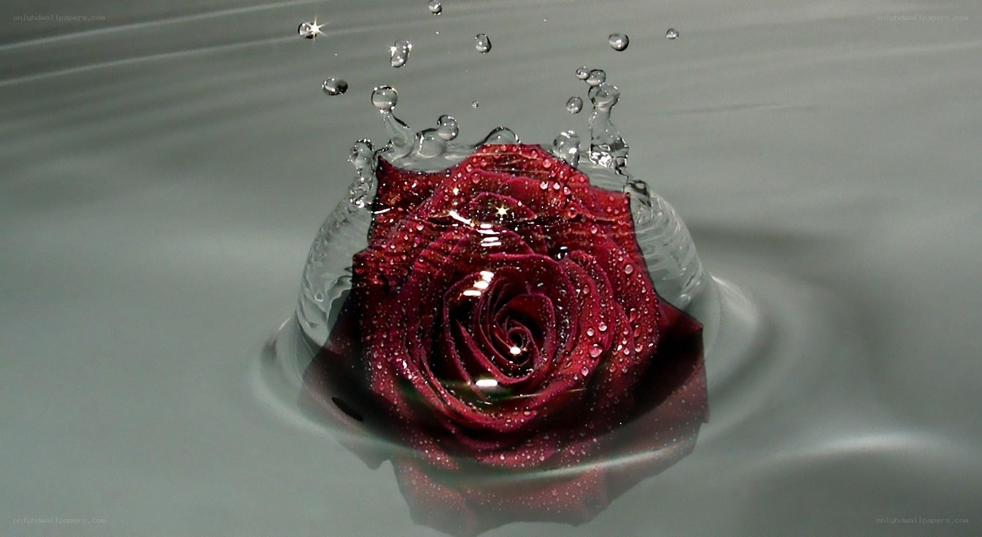 red rose in water splash