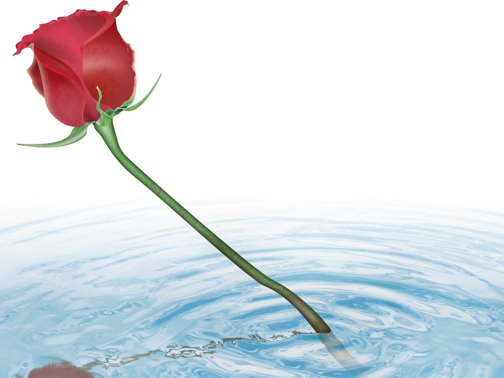 Red rose in water