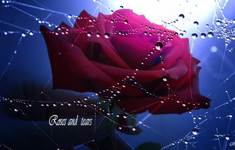 Red Rose in Web