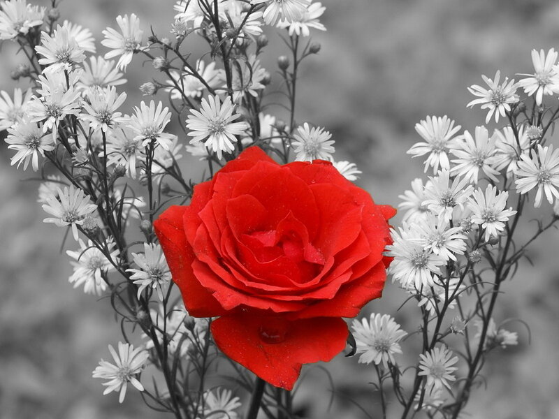 Red Rose in White Flowers