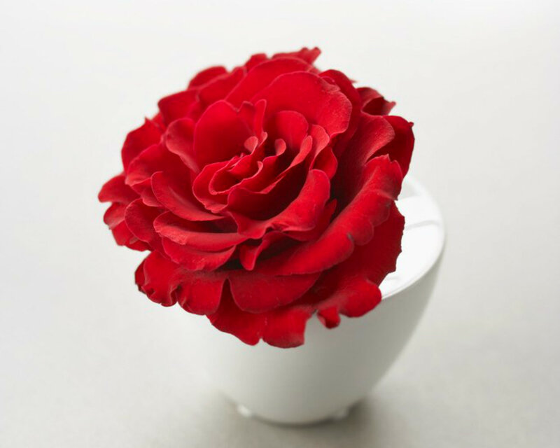 Red Rose in White Vase