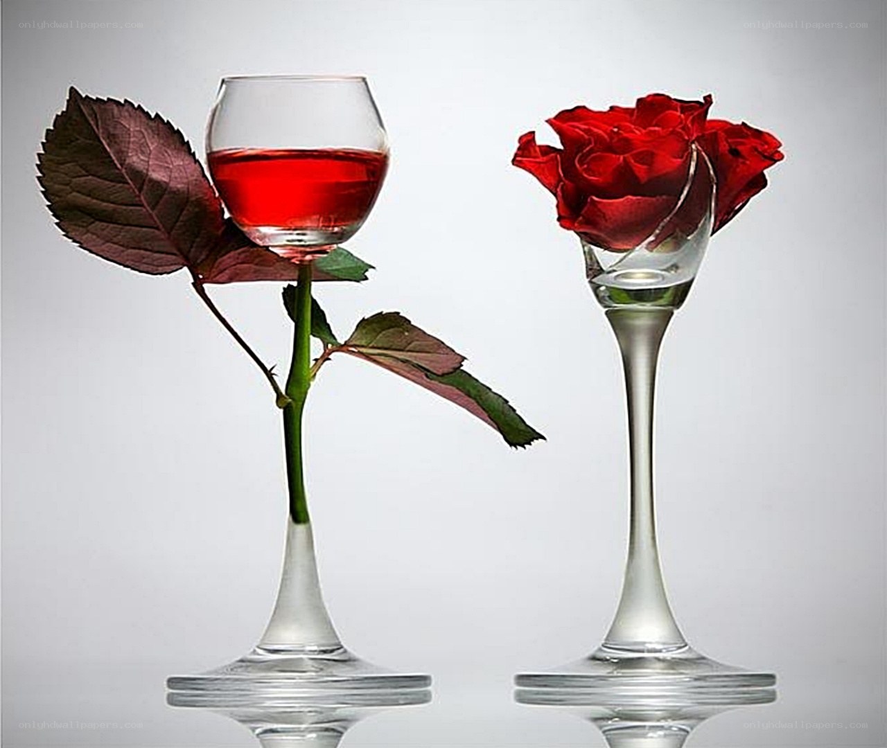 Red rose in wine glass