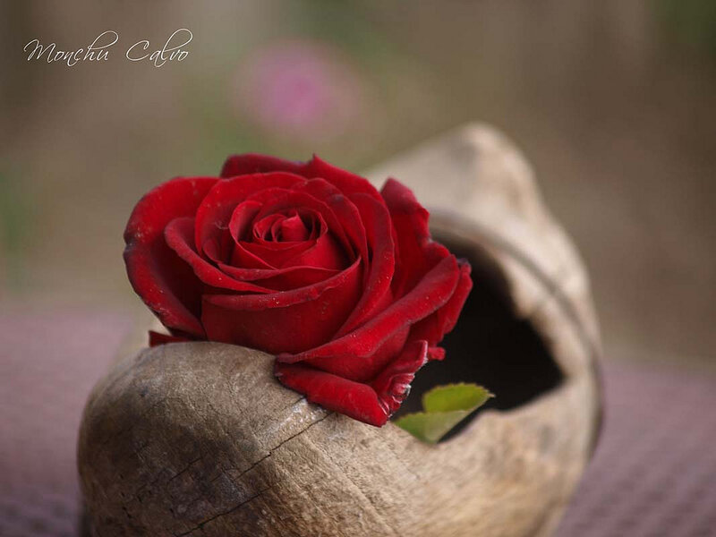 Red Rose in Wooden Vase