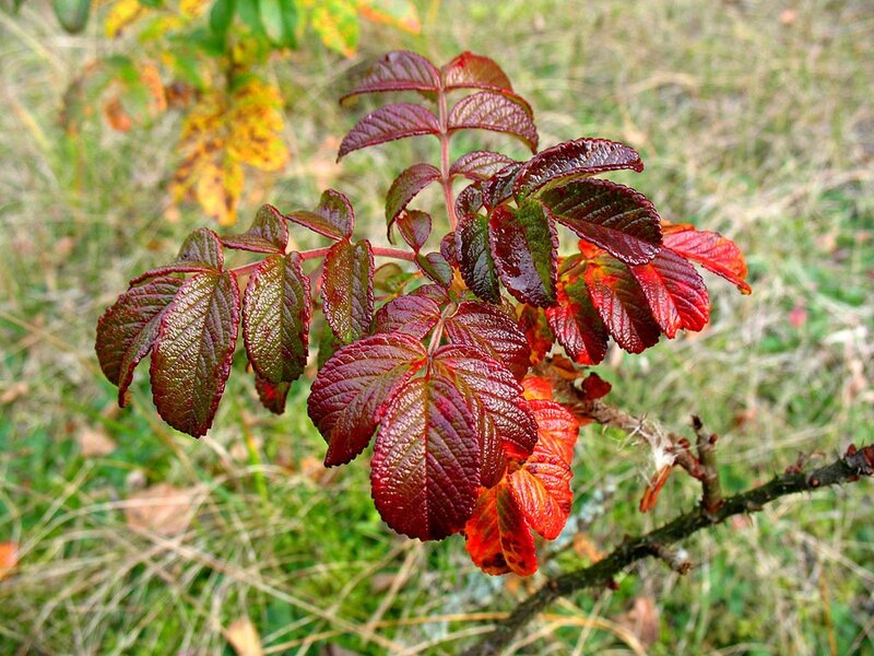 Red rose leaves in autumn