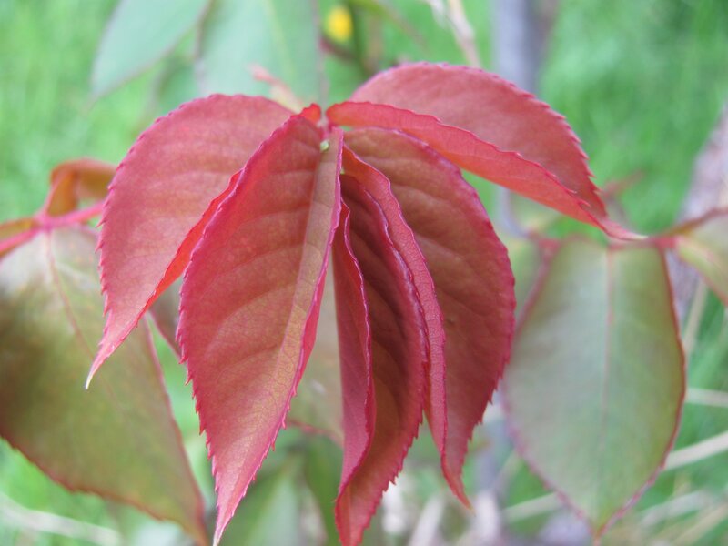 Red rose leaves in spring