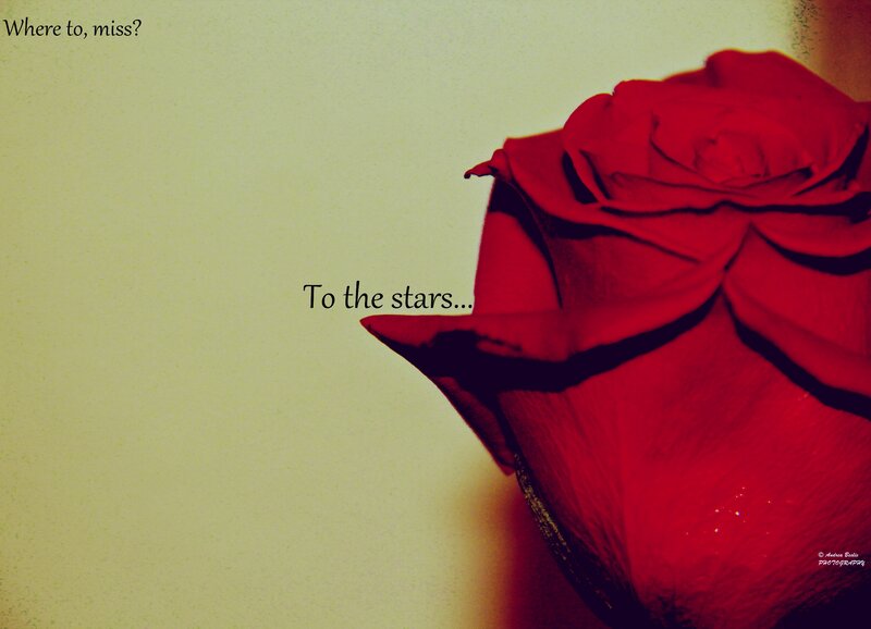 Red Rose — Melancholic