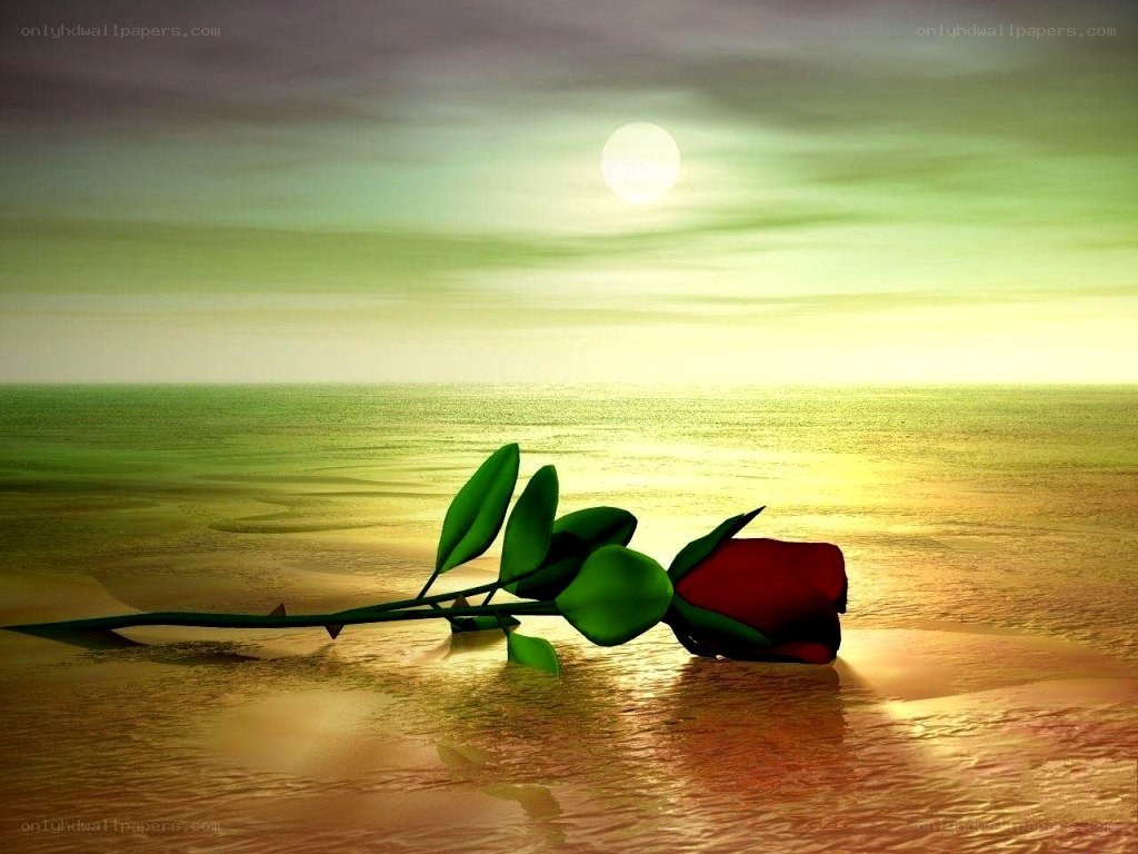 Red rose on a beach at sunset