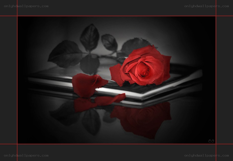 Red rose on a book