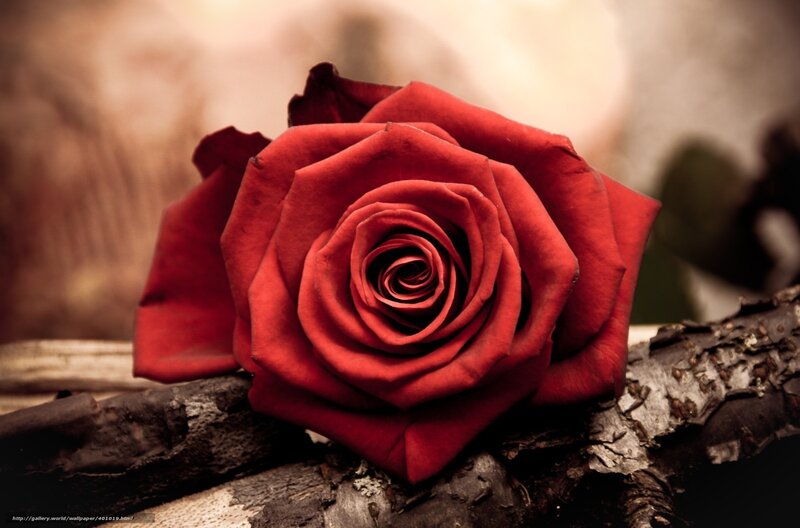 Red rose on a branch
