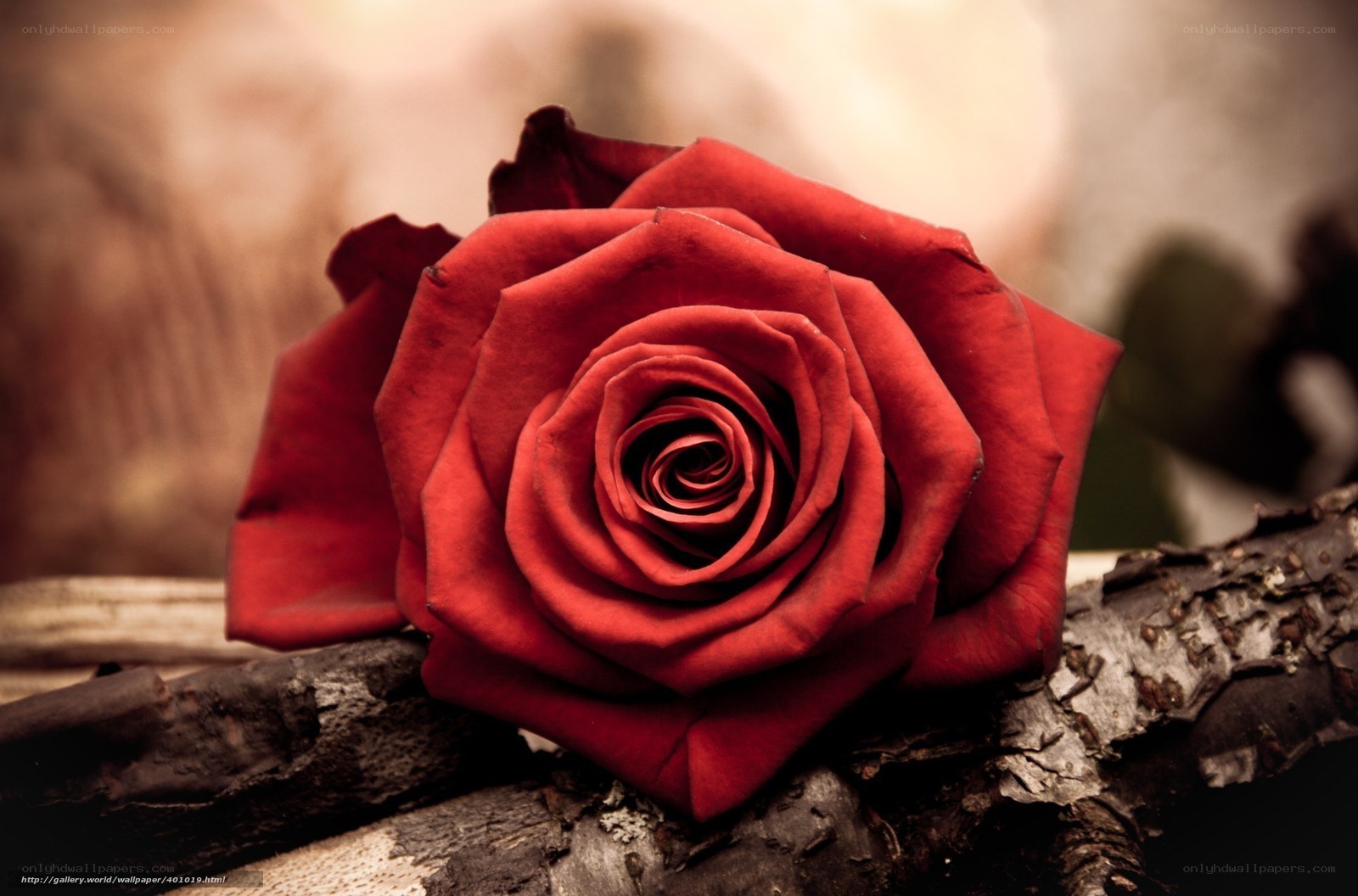 Red rose on a branch